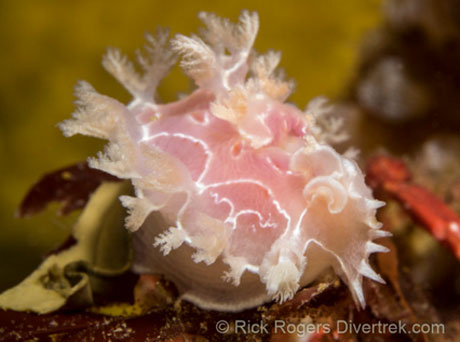 Pink nudibranch