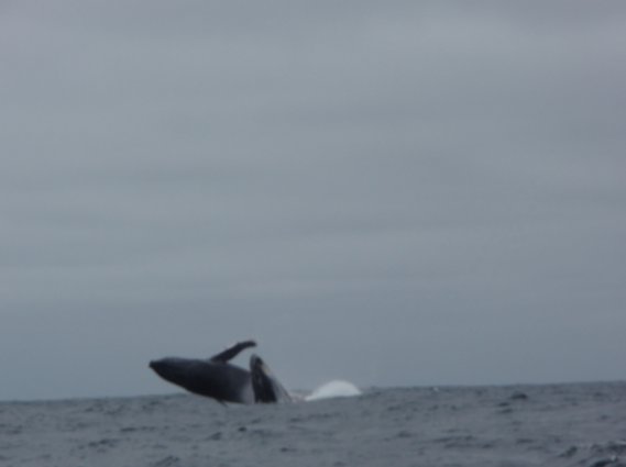 Killer Whale Photo, Galapagos