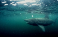 Basking_shark, Isle of Man