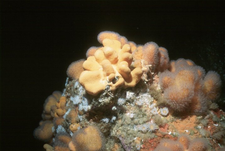 Soft corals Photo