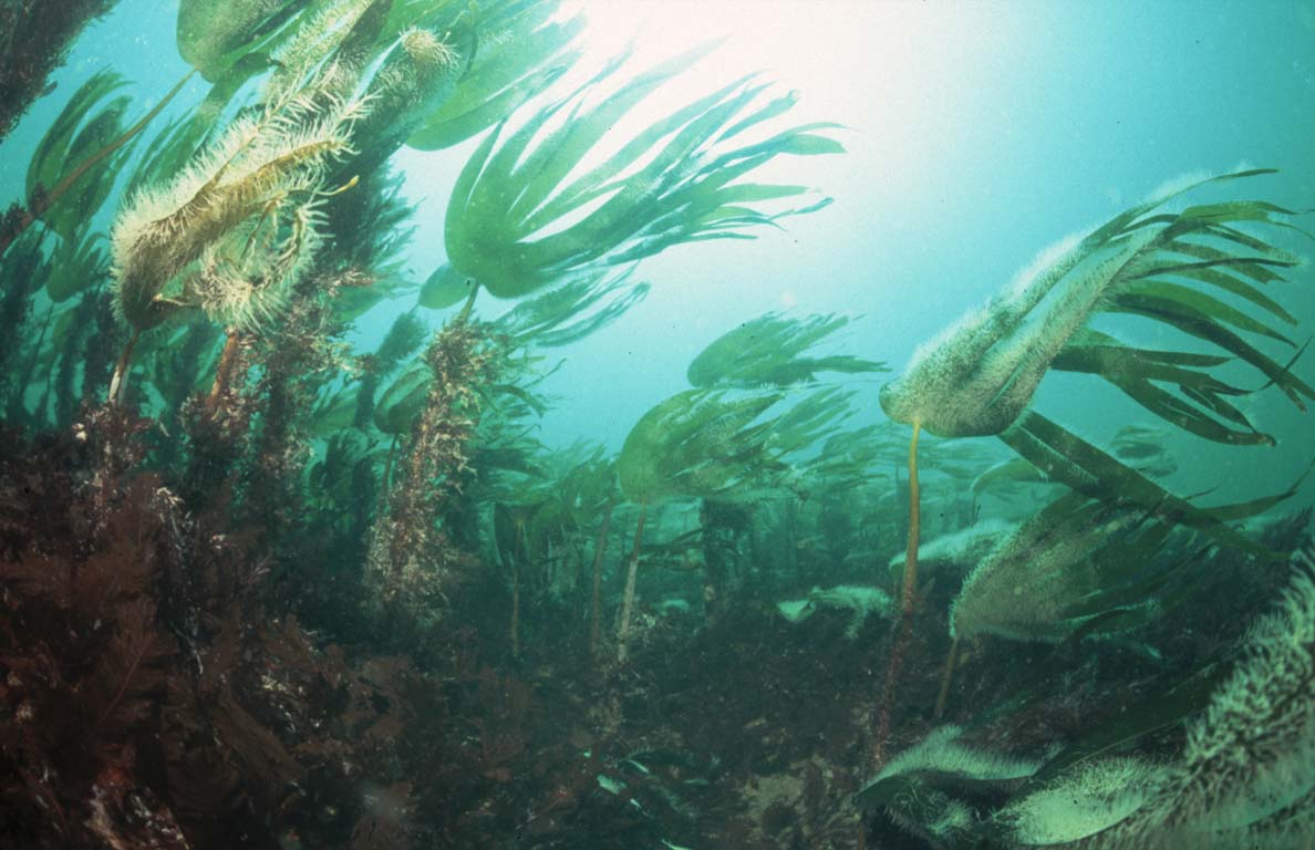 Kelp Photo