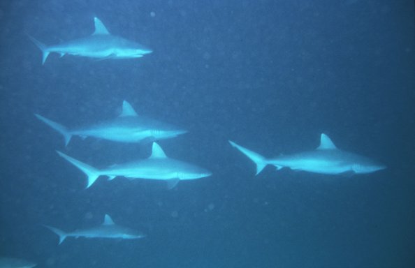 Sharks, Orimas Thila, Noonu Atoll, Maldives