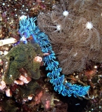 Nudibranch picture, Malapascua, Cebu