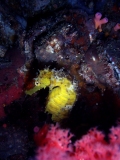 Thorny seahorse picture, Malapascua, Cebu