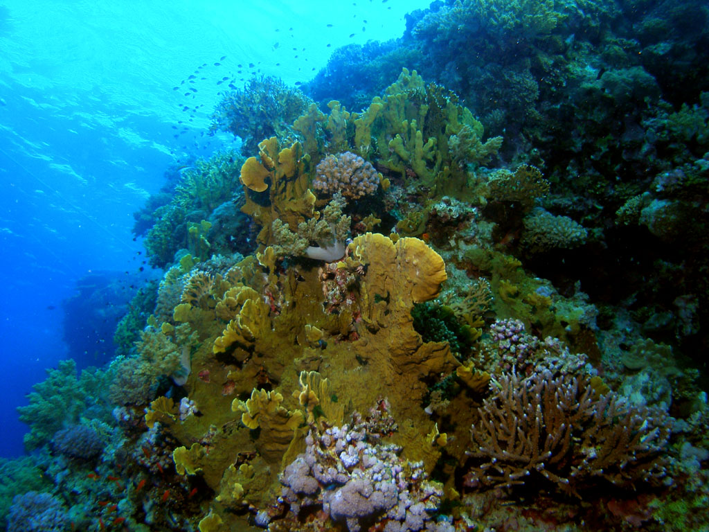 Coral Reef Photo