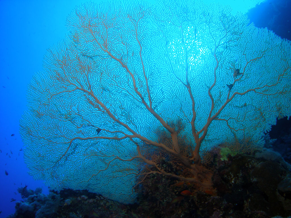 Ethereal Sea Fan (Gorgonia)