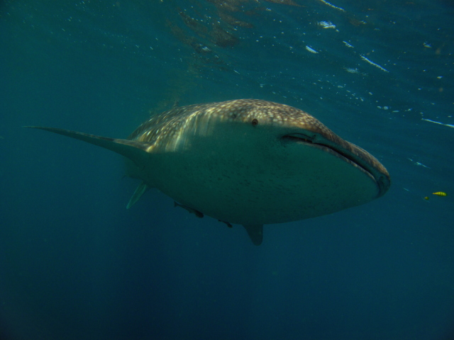 Whale shark in Djibouti