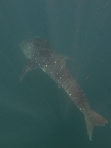 Diving with Whale Shark Picture