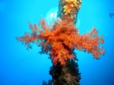 Red Sea Soft Coral, Dendronephthya hemprichi