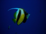 Banner fish on Daedalus Reef, Red Sea