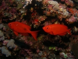 Bigeyes on Daedalus Reef, Red Sea