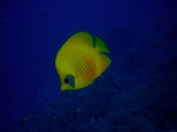 Butterflyfish on Daedalus Reef, Red Sea