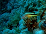 Hawkfish on Daedalus Reef, Red Sea
