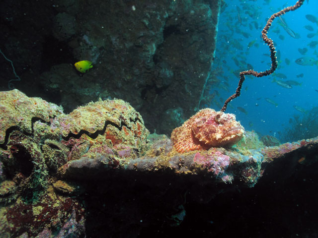 Diving Djibouti: Scorpionfish and clams