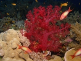 Soft Coral, Dahab