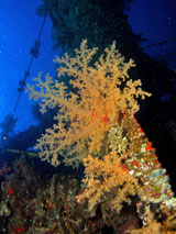 Soft coral on Ghiannis D shipwreck by Tim Nicholson