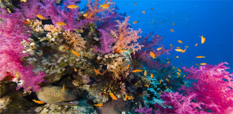 Egypt Divers - Red Sea Coral