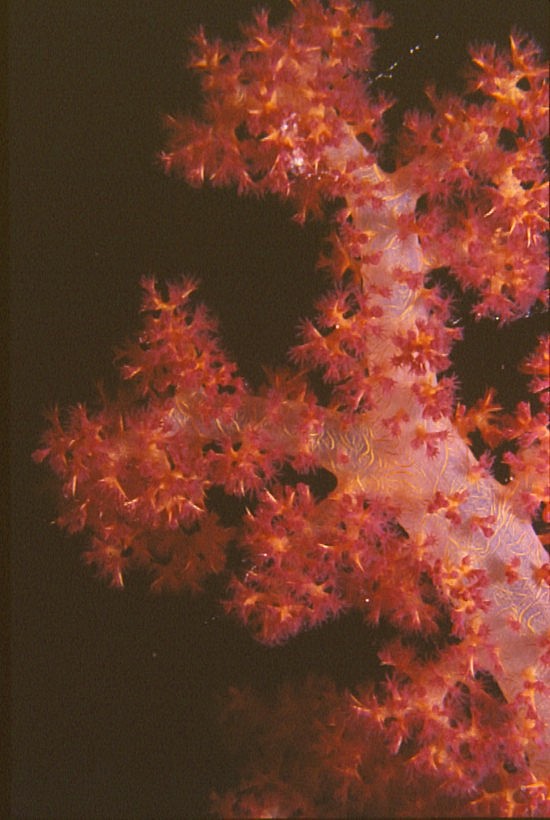 Photograph of Soft Coral in Red Sea