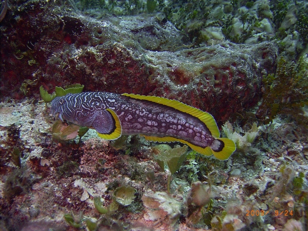 Photograph of Splendid Toadfish, Cozumel