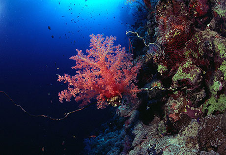 Soft coral on Dungus reef