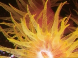 Cup Coral, Tubastraea aurea