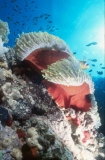 Clown Fish, Red Sea