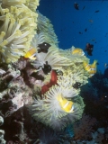 Clownfish on Daedalus