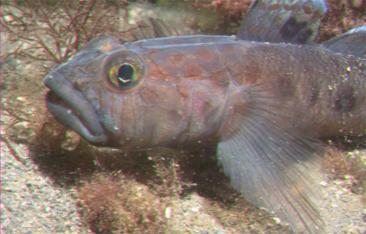 photograph of Leopard-spotted goby