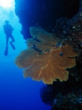 Sea fan,  Agincourt Reef, Australia