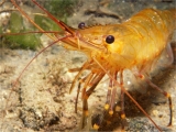 Shrimp, Isle of Man