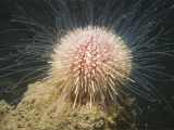 Sea Urchin feeding
