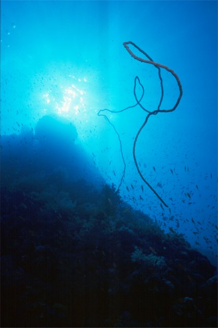 Whip coral on Daedalus Reef