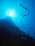Whip coral on Daedelus Reef, Red Sea