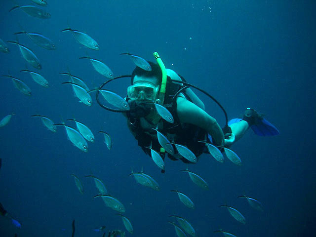 Diver and fish, Guanaja, Honduras