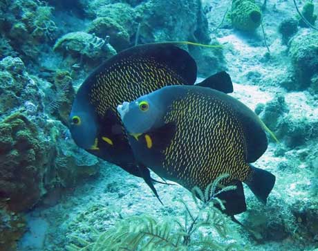 French Angel Fish, West Caicos