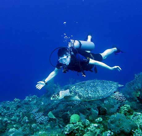 Diver with Hawksbill Turtle, Provo