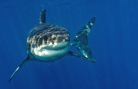 Shark off Guadalupe island, Mexico