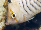 Crown Butterflyfish, Red Sea