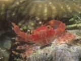 Red Sea Crab, Red Sea