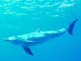 Dolphin, Red Sea