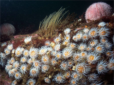 Anemones and Pink Sea Urchins