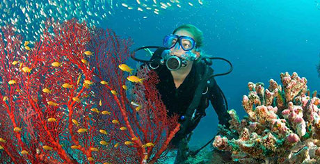 Diver with sea fan