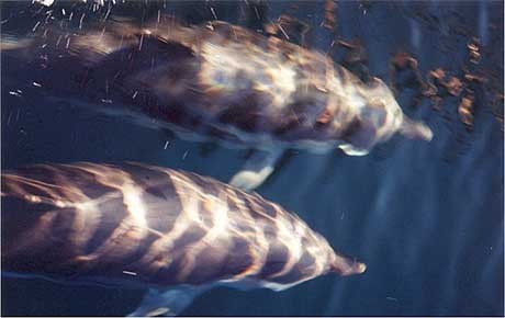 Mediterranean common dolphin in the Alboran Sea by: Rick Tesoro