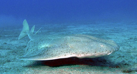 Angel shark, Squatina squatina