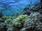 Red Sea Hard Coral