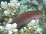 Hawk Fish, Red Sea