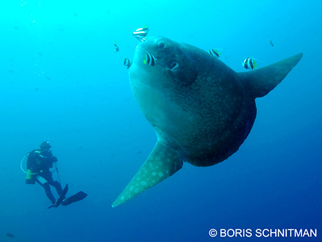 Mola mola in Bali by Boris Schnitman