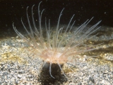 Cerianthius - burrowing anemone