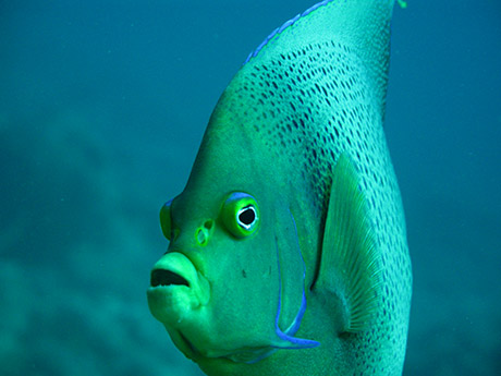 Semicircle angelfish (Pomacanthus semicirculatus) in Madagascar
