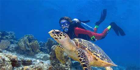 Diving with Turtle - Downbelow Marine and Wildlife Adventures